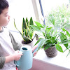 Montessori Practical Life: Indoor Plant Care in Winter