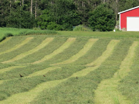 windrows of hay