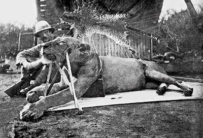 foto patterson dengan singa tsavo pertama yang dibunuhnya