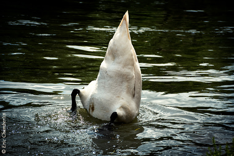 Cygnes - Strasbourg