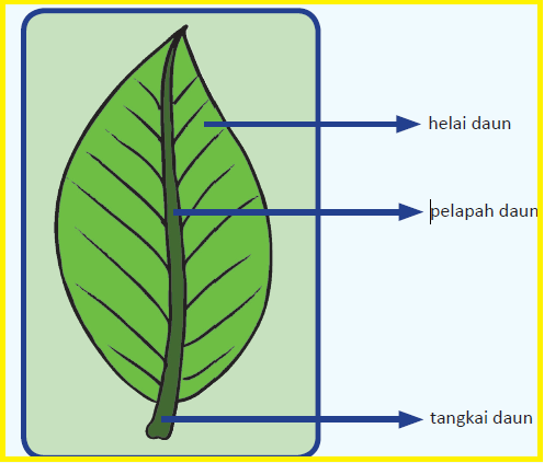  Bagian  Jenis dan Fungsi Daun  Materi Ajar SD SMP SMA