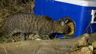 Hombre convierte hieleras desechadas en refugios cálidos y acogedores para gatos callejeros