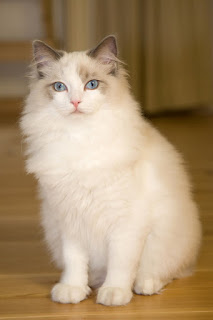 Everything about your Ragdoll Cat - Love Cats