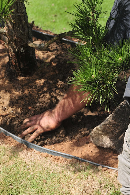 pinheiro negro em jardim japonês