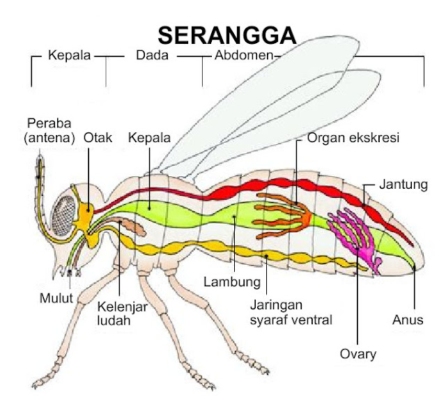 Bagian-bagian arthropoda, kepala, dada, abdomen