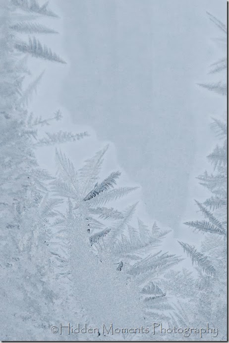 Fractals Everywhere