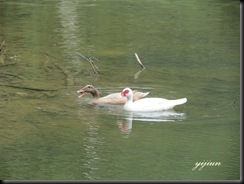 IMG_3086 copy