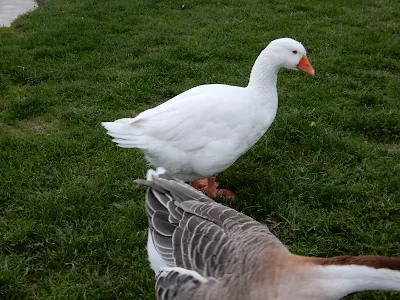 セッラヴァッレ公園内のガチョウたち