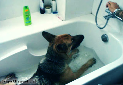 chien berger allemand au bain