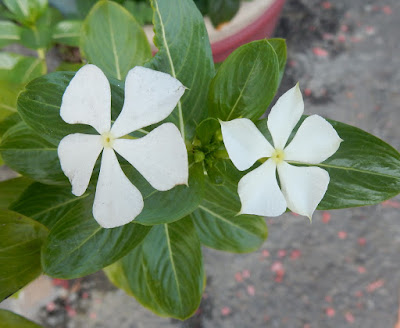 長春花的花