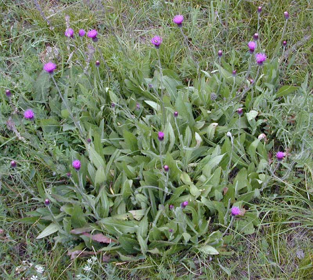 Бодяк венгерский (Cirsium pannonicum)