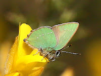 Green Hairstreak - Gratton Dale