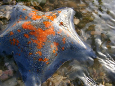 Una estrella de mar