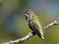 Anna's Hummingbird