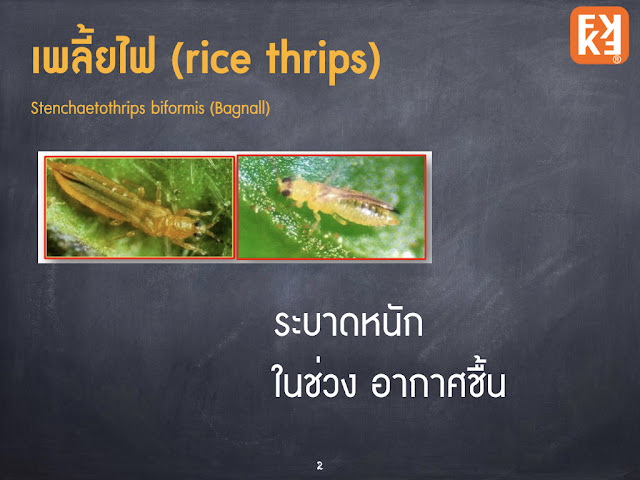 เพลี้ยไฟ Rice thrips