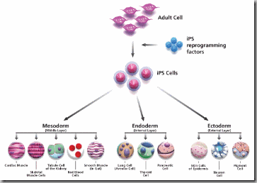 IPS Cells