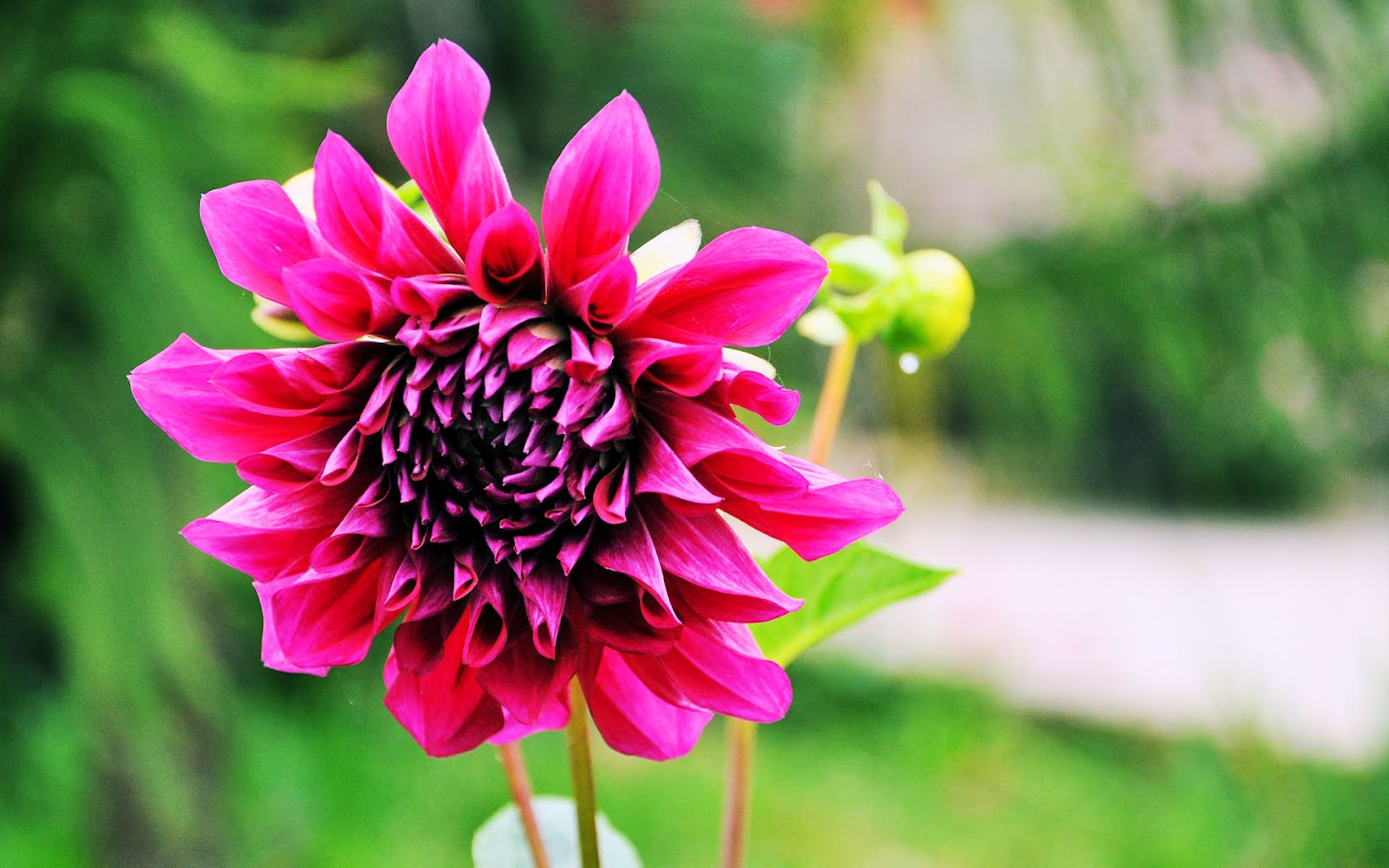 BANCO DE IMÁGENES: Dalia (Plantas y flores del jardín) Close Up