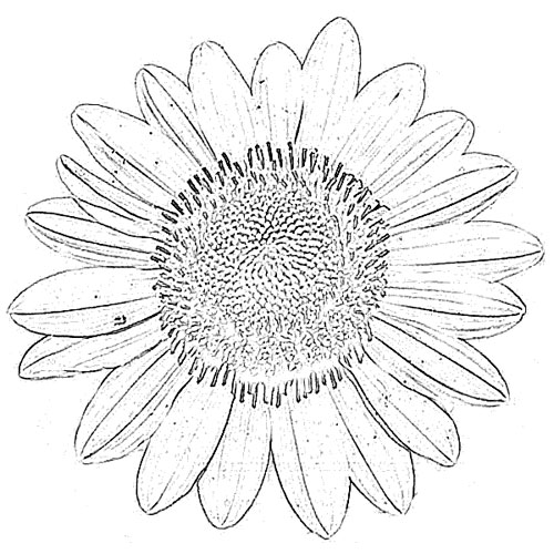 Sketch of Flower Sun flower Drawing