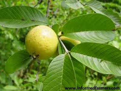 Guava How to keep fit and healthy