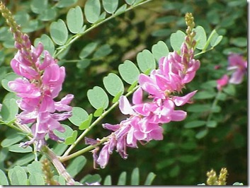 Indigofera_tinctoria