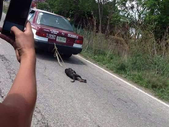 VIDEO: Denuncian a Taxista por maltrato animal 