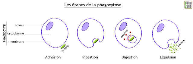 Les étapes de la phagocytos