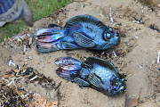 BLUE FISH RAKU FISH! If any guild or group would like me to come and do a . (red fish blue fish)
