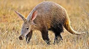 aardvarks photos review 