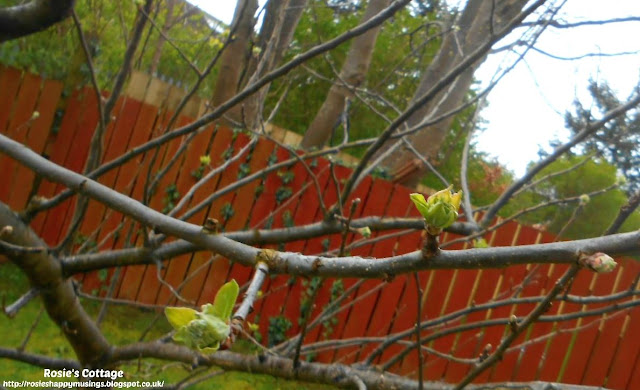 Spring arrives and brings new life to the garden - blossom has begun to appear on our little apple tree.