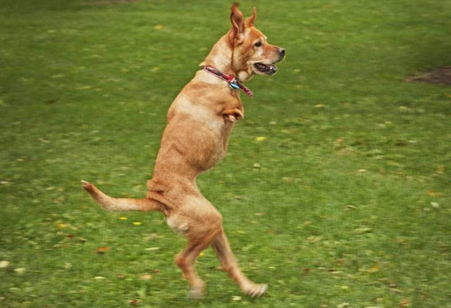 faith cachorrinha que anda em duas patas ambiente de leitura carlos romero