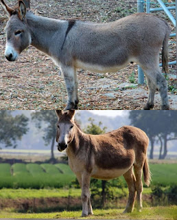 कुछ ऐसे जानवर जो दिखने में एक जैसे लगते है लेकिन है अलग अलग | Animals That Look Similar But Are Actually Different