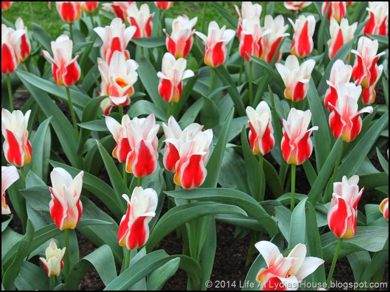 Keukenhof Gardens 28