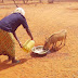 Garissa Man Who Gives Water To Thirsty Wild Warthogs Wins Hearts