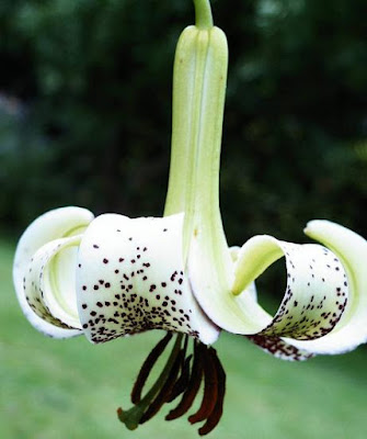 Лилия первоцветная разновидность охряная (Lilium primulinum var. ochraceum)