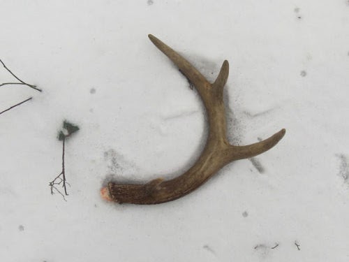 deer antler