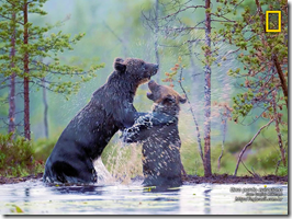 Urso pardo eurasiano (Fonte: National Geographic)