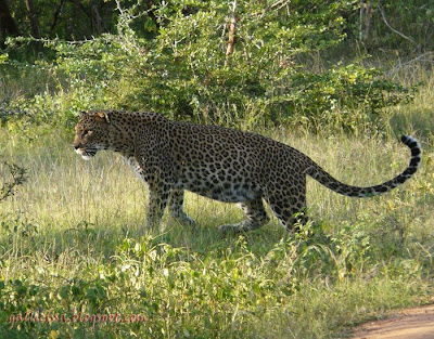 Leopard at Meda-para, Yala National Park