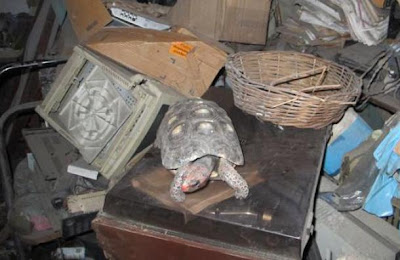 Tortuga vivió durante 30 años en una habitación clausuradaTortuga vivió durante 30 años en una habitación clausurada