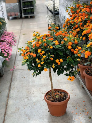 A lantana, também conhecida como camará, é uma planta ornamental que com sua simplicidade traz um colorido muito especial ao ambiente. Também é uma planta resistente e versátil e trás alguns benefícios a saúde