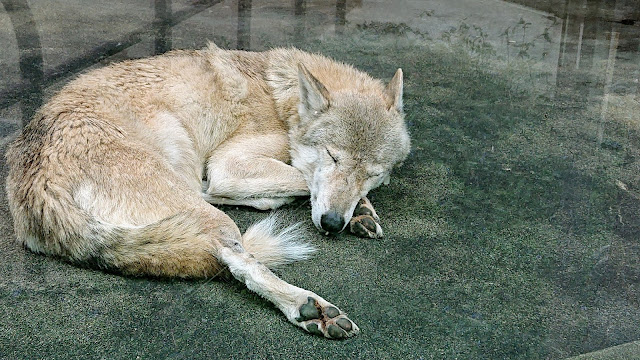 天王寺動物園 大阪 チュウゴクオオカミ