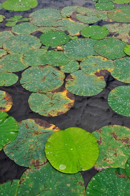 Water Lillies Hickory Ridge Studio