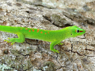 Phelsuma grandis - Grand gecko vert de Madagascar