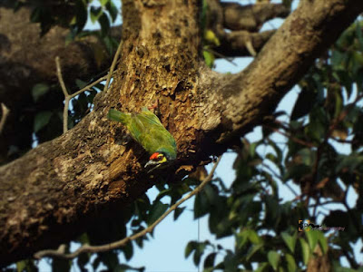 Coppersmith Barbet