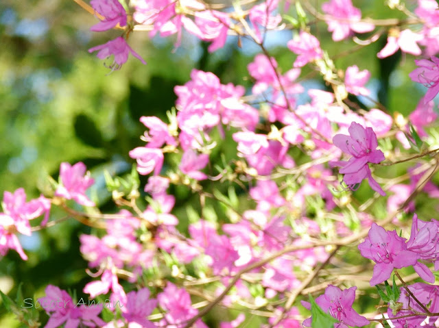 Rhododendron dilatatum