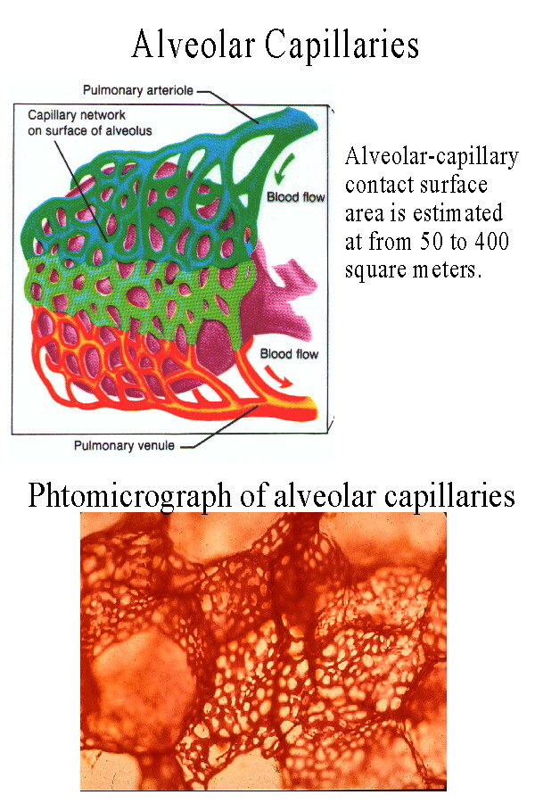 structure of arteries veins and. Structure Of Arteries, Veins