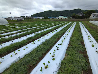 【20210518】定植完了したズッキーニ畑