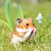 12 aprilie: Ziua Mondială a Hamsterului