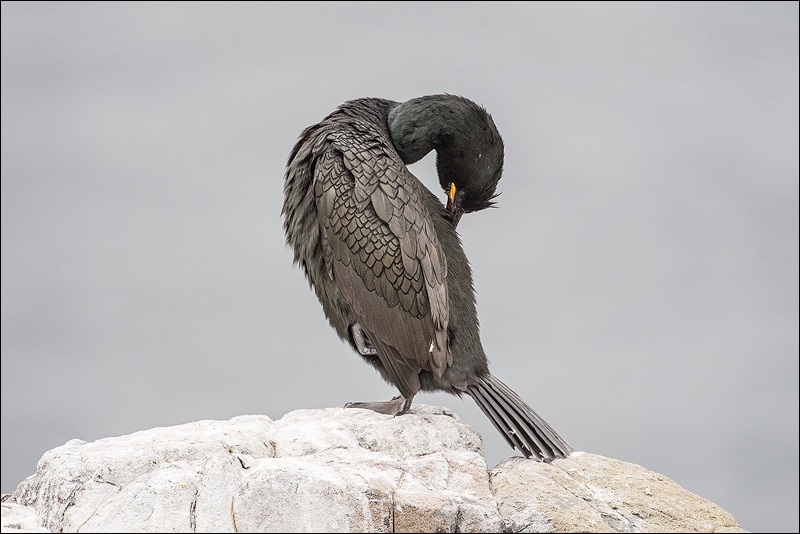 Shag