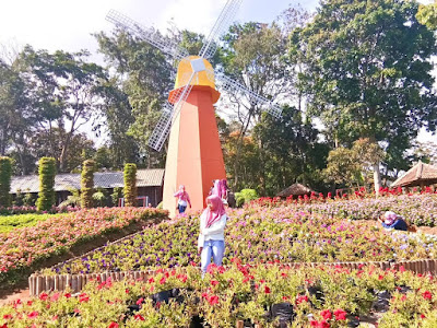 Taman Bunga Celosia Gunungkidul Yogyakarta
