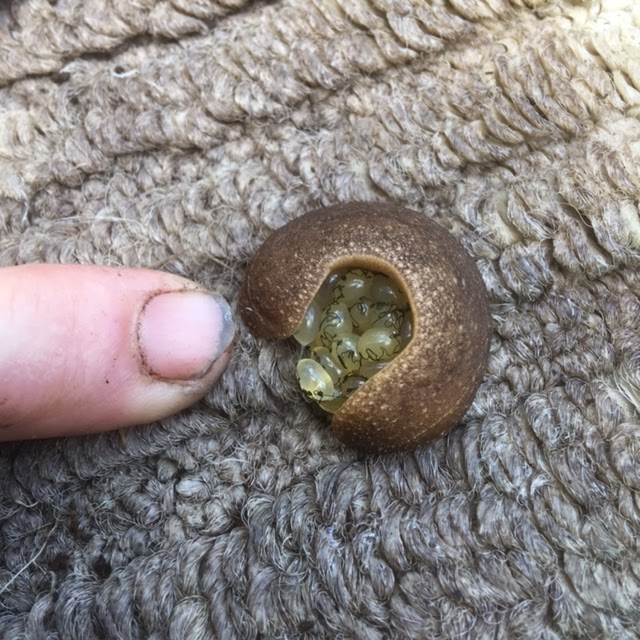 Homesteading In Hawaii Slug Eggs